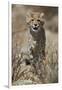 Cheetah (Acinonyx jubatus) cub, Kgalagadi Transfrontier Park, encompassing the former Kalahari Gems-James Hager-Framed Photographic Print