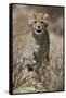 Cheetah (Acinonyx jubatus) cub, Kgalagadi Transfrontier Park, encompassing the former Kalahari Gems-James Hager-Framed Stretched Canvas