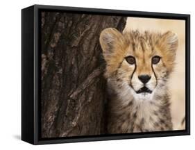 Cheetah (Acinonyx Jubatus) Cub, Masai Mara, Kenya, East Africa, Africa-Sergio Pitamitz-Framed Stretched Canvas