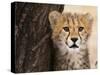 Cheetah (Acinonyx Jubatus) Cub, Masai Mara, Kenya, East Africa, Africa-Sergio Pitamitz-Stretched Canvas