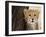 Cheetah (Acinonyx Jubatus) Cub, Masai Mara, Kenya, East Africa, Africa-Sergio Pitamitz-Framed Photographic Print