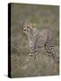 Cheetah (Acinonyx Jubatus) Cub, Serengeti National Park, Tanzania, East Africa, Africa-James Hager-Stretched Canvas