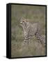 Cheetah (Acinonyx Jubatus) Cub, Serengeti National Park, Tanzania, East Africa, Africa-James Hager-Framed Stretched Canvas