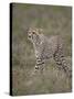 Cheetah (Acinonyx Jubatus) Cub, Serengeti National Park, Tanzania, East Africa, Africa-James Hager-Stretched Canvas