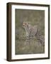 Cheetah (Acinonyx Jubatus) Cub, Serengeti National Park, Tanzania, East Africa, Africa-James Hager-Framed Photographic Print