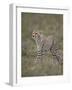 Cheetah (Acinonyx Jubatus) Cub, Serengeti National Park, Tanzania, East Africa, Africa-James Hager-Framed Photographic Print