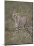 Cheetah (Acinonyx Jubatus) Cub, Serengeti National Park, Tanzania, East Africa, Africa-James Hager-Mounted Photographic Print