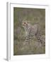 Cheetah (Acinonyx Jubatus) Cub, Serengeti National Park, Tanzania, East Africa, Africa-James Hager-Framed Photographic Print