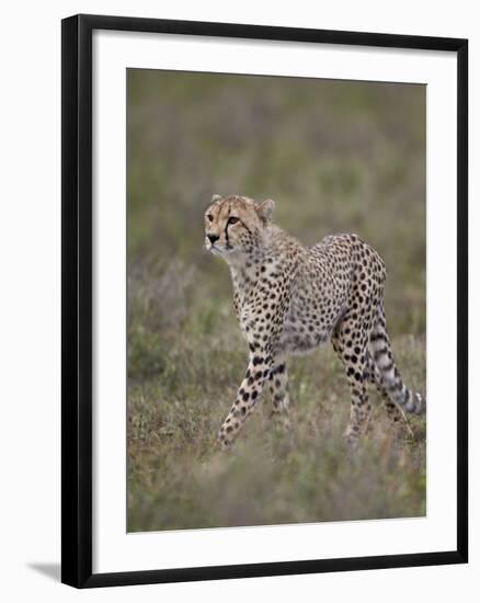 Cheetah (Acinonyx Jubatus) Cub, Serengeti National Park, Tanzania, East Africa, Africa-James Hager-Framed Photographic Print