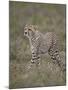 Cheetah (Acinonyx Jubatus) Cub, Serengeti National Park, Tanzania, East Africa, Africa-James Hager-Mounted Photographic Print