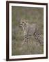 Cheetah (Acinonyx Jubatus) Cub, Serengeti National Park, Tanzania, East Africa, Africa-James Hager-Framed Photographic Print