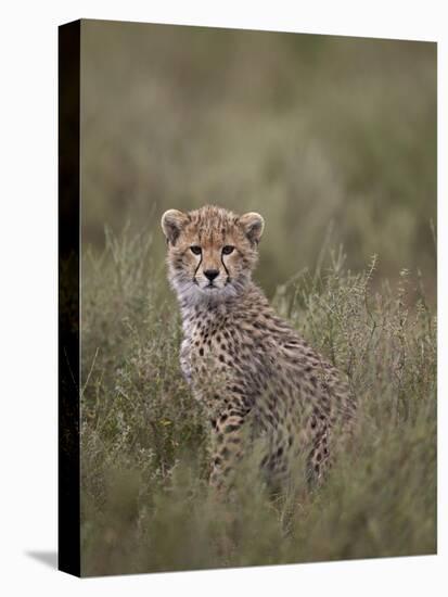 Cheetah (Acinonyx Jubatus) Cub, Serengeti National Park, Tanzania, East Africa, Africa-James Hager-Stretched Canvas