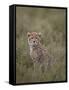 Cheetah (Acinonyx Jubatus) Cub, Serengeti National Park, Tanzania, East Africa, Africa-James Hager-Framed Stretched Canvas