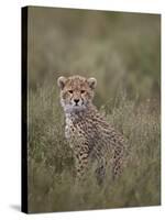 Cheetah (Acinonyx Jubatus) Cub, Serengeti National Park, Tanzania, East Africa, Africa-James Hager-Stretched Canvas