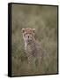 Cheetah (Acinonyx Jubatus) Cub, Serengeti National Park, Tanzania, East Africa, Africa-James Hager-Framed Stretched Canvas