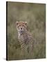 Cheetah (Acinonyx Jubatus) Cub, Serengeti National Park, Tanzania, East Africa, Africa-James Hager-Stretched Canvas