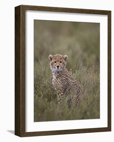 Cheetah (Acinonyx Jubatus) Cub, Serengeti National Park, Tanzania, East Africa, Africa-James Hager-Framed Photographic Print