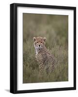 Cheetah (Acinonyx Jubatus) Cub, Serengeti National Park, Tanzania, East Africa, Africa-James Hager-Framed Photographic Print