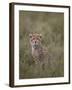 Cheetah (Acinonyx Jubatus) Cub, Serengeti National Park, Tanzania, East Africa, Africa-James Hager-Framed Photographic Print