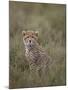 Cheetah (Acinonyx Jubatus) Cub, Serengeti National Park, Tanzania, East Africa, Africa-James Hager-Mounted Photographic Print