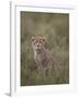 Cheetah (Acinonyx Jubatus) Cub, Serengeti National Park, Tanzania, East Africa, Africa-James Hager-Framed Photographic Print