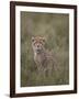 Cheetah (Acinonyx Jubatus) Cub, Serengeti National Park, Tanzania, East Africa, Africa-James Hager-Framed Photographic Print