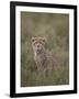 Cheetah (Acinonyx Jubatus) Cub, Serengeti National Park, Tanzania, East Africa, Africa-James Hager-Framed Photographic Print