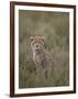 Cheetah (Acinonyx Jubatus) Cub, Serengeti National Park, Tanzania, East Africa, Africa-James Hager-Framed Photographic Print