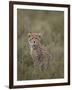 Cheetah (Acinonyx Jubatus) Cub, Serengeti National Park, Tanzania, East Africa, Africa-James Hager-Framed Photographic Print