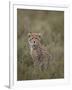 Cheetah (Acinonyx Jubatus) Cub, Serengeti National Park, Tanzania, East Africa, Africa-James Hager-Framed Photographic Print