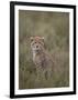 Cheetah (Acinonyx Jubatus) Cub, Serengeti National Park, Tanzania, East Africa, Africa-James Hager-Framed Photographic Print