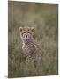 Cheetah (Acinonyx Jubatus) Cub, Serengeti National Park, Tanzania, East Africa, Africa-James Hager-Mounted Photographic Print