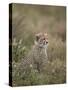 Cheetah (Acinonyx Jubatus) Cub, Serengeti National Park, Tanzania, East Africa, Africa-James Hager-Stretched Canvas