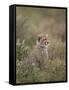 Cheetah (Acinonyx Jubatus) Cub, Serengeti National Park, Tanzania, East Africa, Africa-James Hager-Framed Stretched Canvas