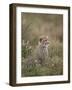 Cheetah (Acinonyx Jubatus) Cub, Serengeti National Park, Tanzania, East Africa, Africa-James Hager-Framed Photographic Print