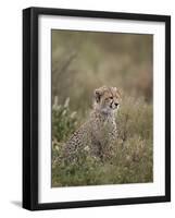 Cheetah (Acinonyx Jubatus) Cub, Serengeti National Park, Tanzania, East Africa, Africa-James Hager-Framed Photographic Print