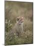 Cheetah (Acinonyx Jubatus) Cub, Serengeti National Park, Tanzania, East Africa, Africa-James Hager-Mounted Photographic Print