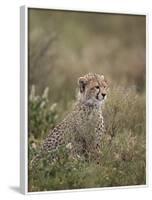 Cheetah (Acinonyx Jubatus) Cub, Serengeti National Park, Tanzania, East Africa, Africa-James Hager-Framed Photographic Print