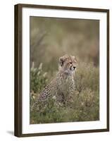 Cheetah (Acinonyx Jubatus) Cub, Serengeti National Park, Tanzania, East Africa, Africa-James Hager-Framed Photographic Print