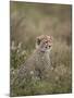 Cheetah (Acinonyx Jubatus) Cub, Serengeti National Park, Tanzania, East Africa, Africa-James Hager-Mounted Photographic Print