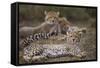 Cheetah (Acinonyx Jubatus) Cub, Serengeti National Park, Tanzania, East Africa, Africa-James Hager-Framed Stretched Canvas