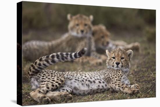 Cheetah (Acinonyx Jubatus) Cub, Serengeti National Park, Tanzania, East Africa, Africa-James Hager-Stretched Canvas