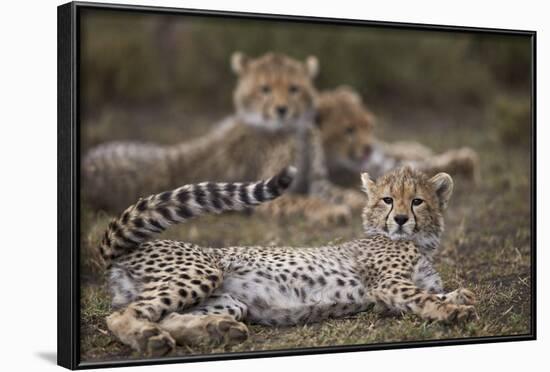 Cheetah (Acinonyx Jubatus) Cub, Serengeti National Park, Tanzania, East Africa, Africa-James Hager-Framed Photographic Print