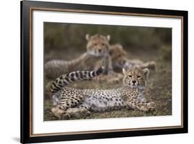 Cheetah (Acinonyx Jubatus) Cub, Serengeti National Park, Tanzania, East Africa, Africa-James Hager-Framed Photographic Print