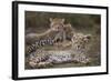 Cheetah (Acinonyx Jubatus) Cub, Serengeti National Park, Tanzania, East Africa, Africa-James Hager-Framed Photographic Print