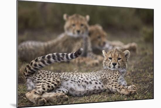 Cheetah (Acinonyx Jubatus) Cub, Serengeti National Park, Tanzania, East Africa, Africa-James Hager-Mounted Photographic Print