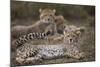 Cheetah (Acinonyx Jubatus) Cub, Serengeti National Park, Tanzania, East Africa, Africa-James Hager-Mounted Photographic Print