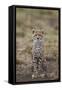 Cheetah (Acinonyx Jubatus) Cub, Serengeti National Park, Tanzania, East Africa, Africa-James Hager-Framed Stretched Canvas