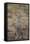 Cheetah (Acinonyx Jubatus) Cub, Serengeti National Park, Tanzania, East Africa, Africa-James Hager-Framed Stretched Canvas