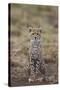 Cheetah (Acinonyx Jubatus) Cub, Serengeti National Park, Tanzania, East Africa, Africa-James Hager-Stretched Canvas